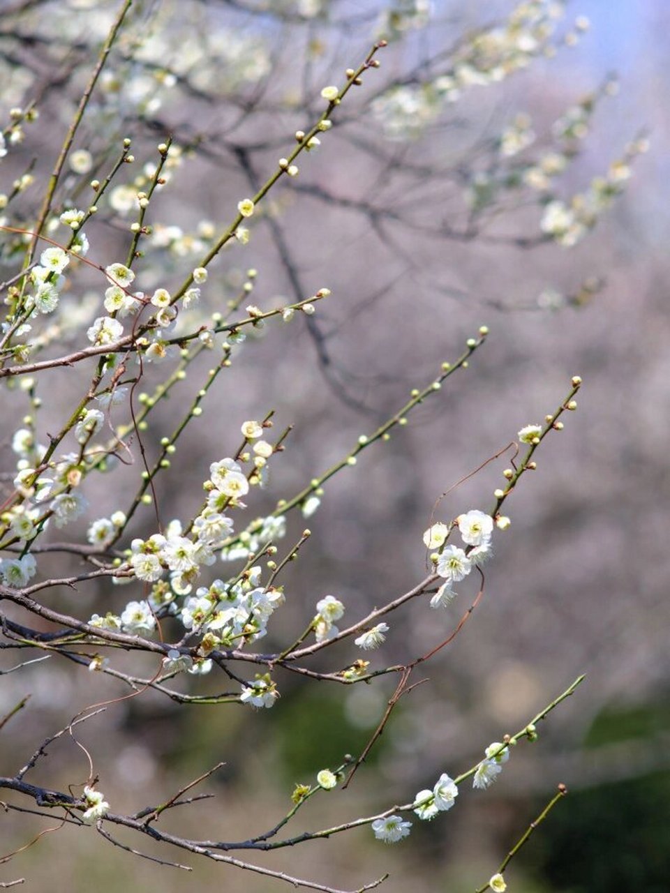 苏州梅花景点香雪海图片