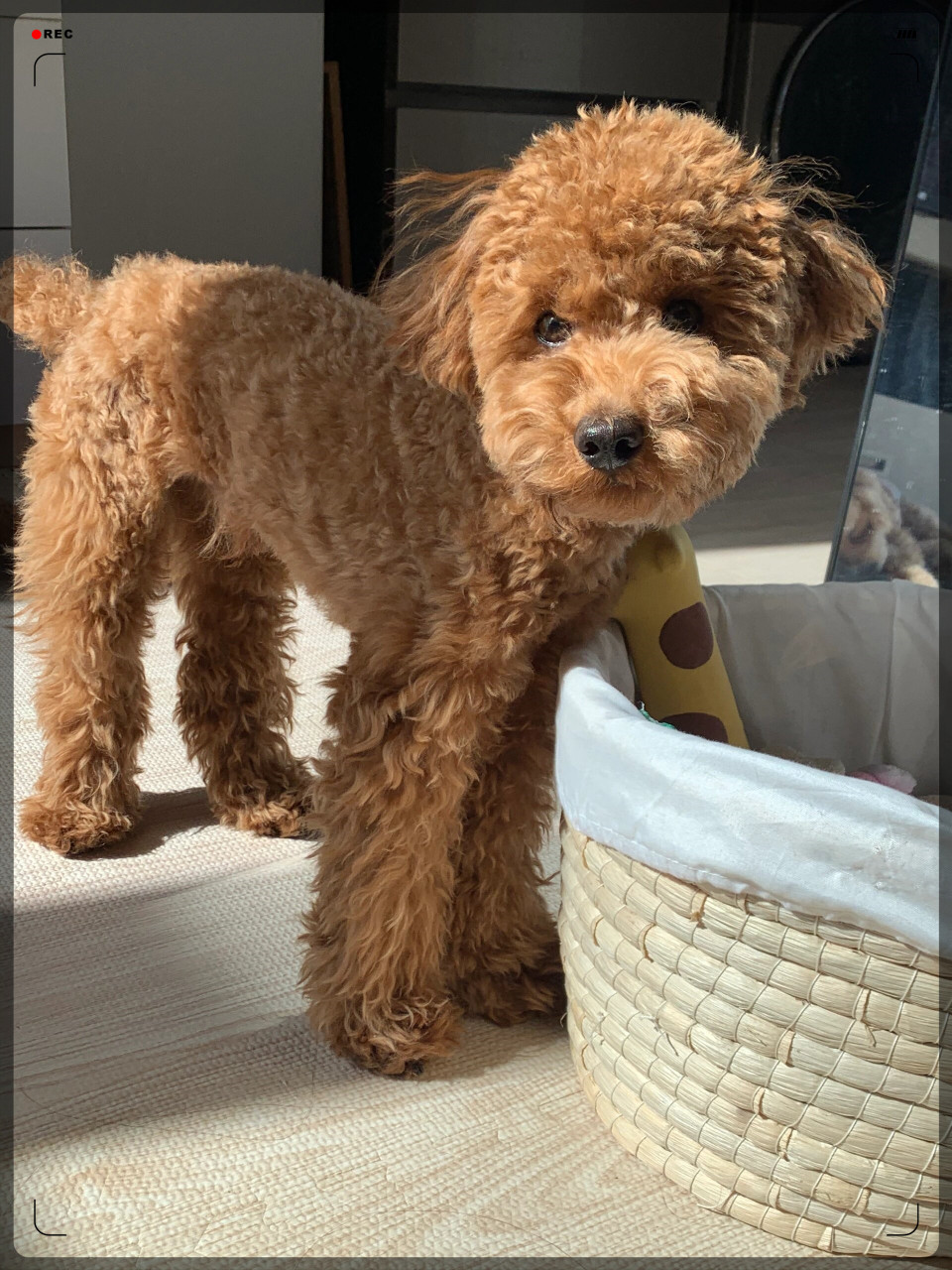 泰迪的垂垂耳是因为他们的祖先是水猎犬哦! 身手敏捷的小可爱!