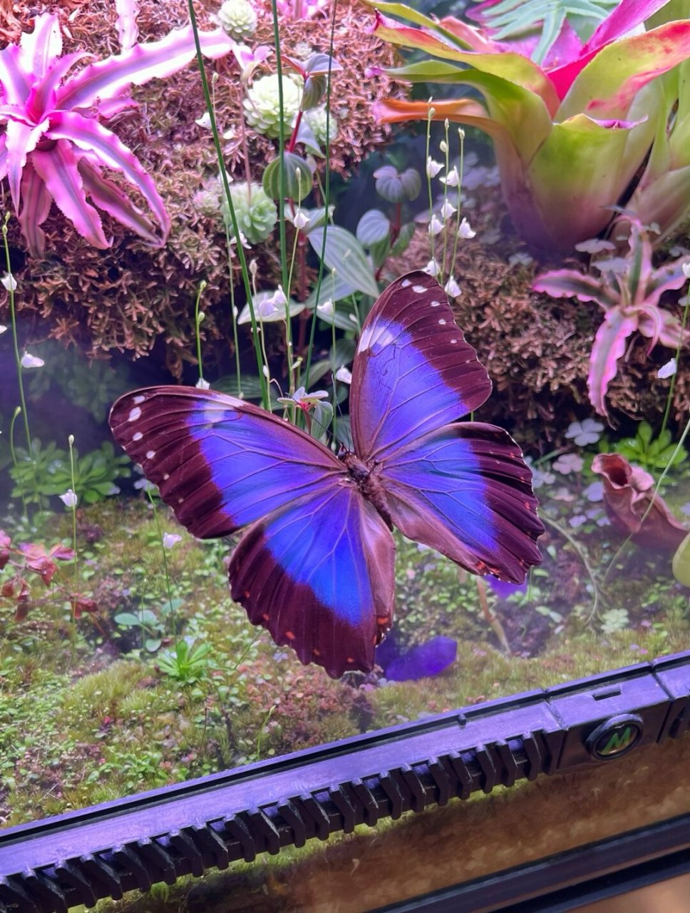 🦋  💙 与海伦闪蝶相比,海伦v亚的蓝色区域更有特色,偏向蓝紫色调