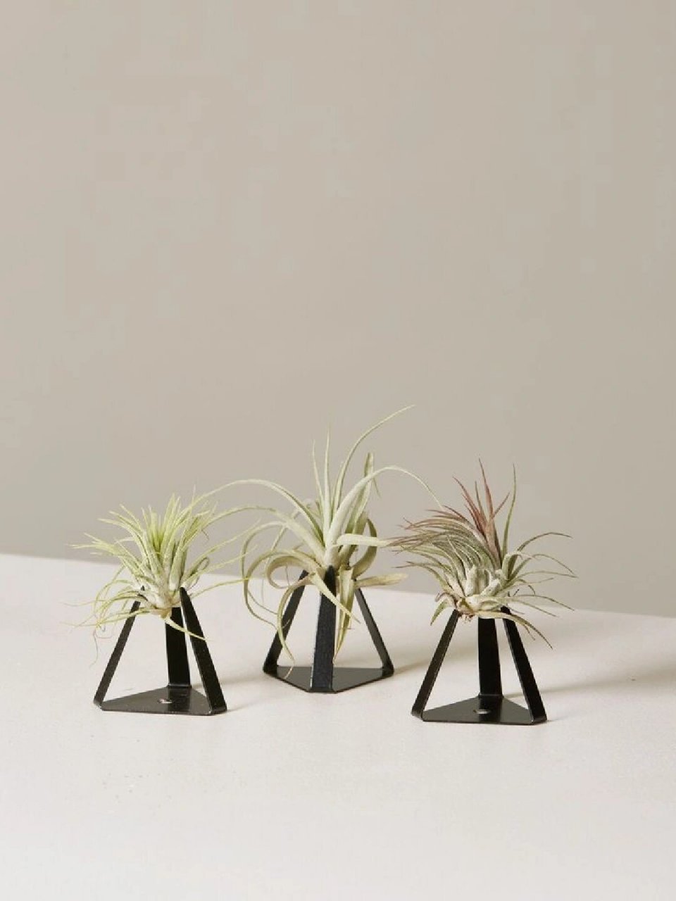 空气凤梨支架  99空气凤梨支架来啦!