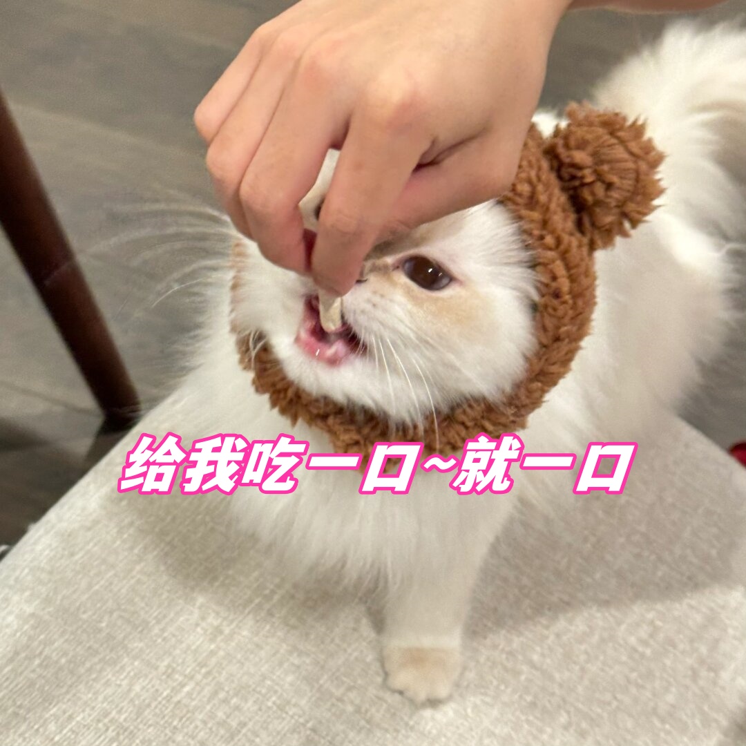 小馋猫上线:尝一口的甜蜜诱惑  哎呀呀,看看这只