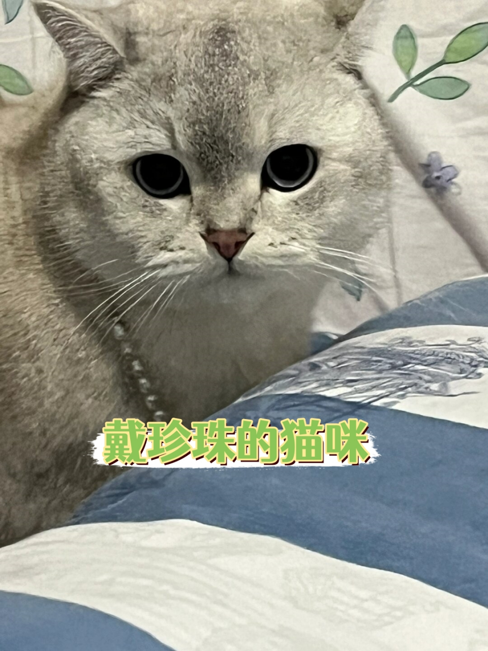 瞧一瞧,这不是我们的时尚宠星嘛!