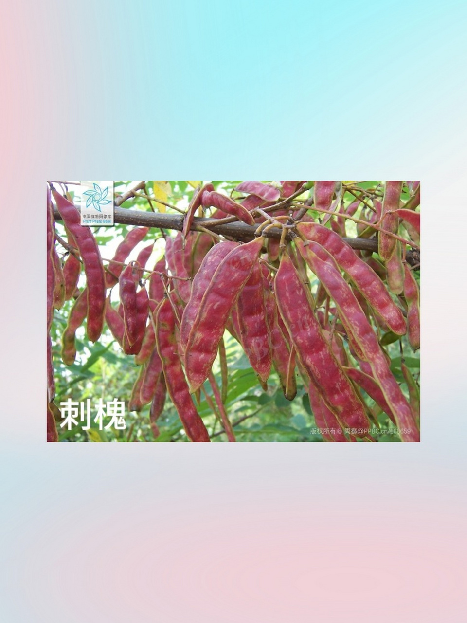 【植物识别2】国槐和刺槐  93科属之辨  国槐:属于豆科槐属,拥有