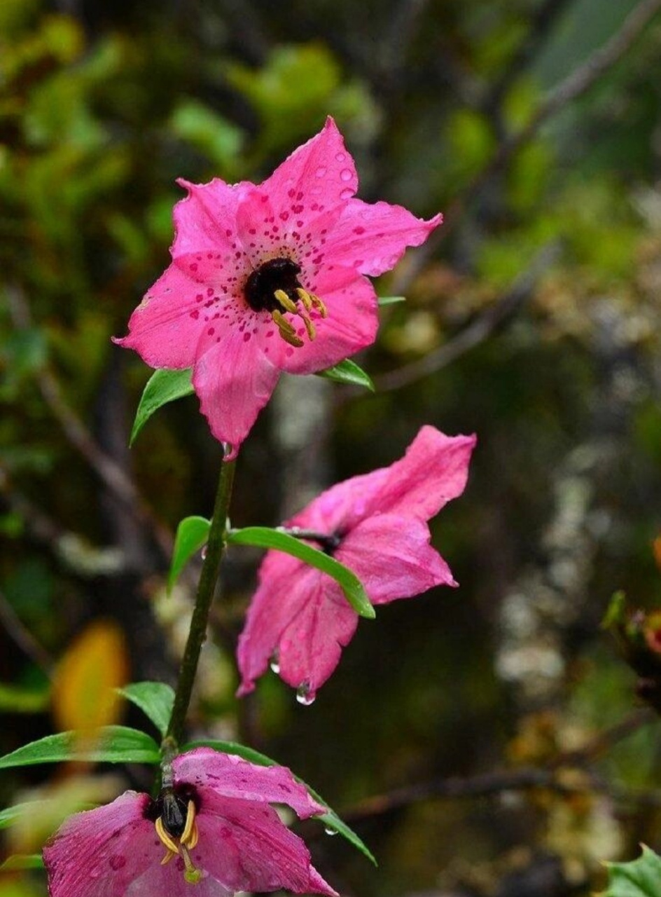 今天我想和大家分享一种非常特别的植物——开瓣豹子花(学名:nomo