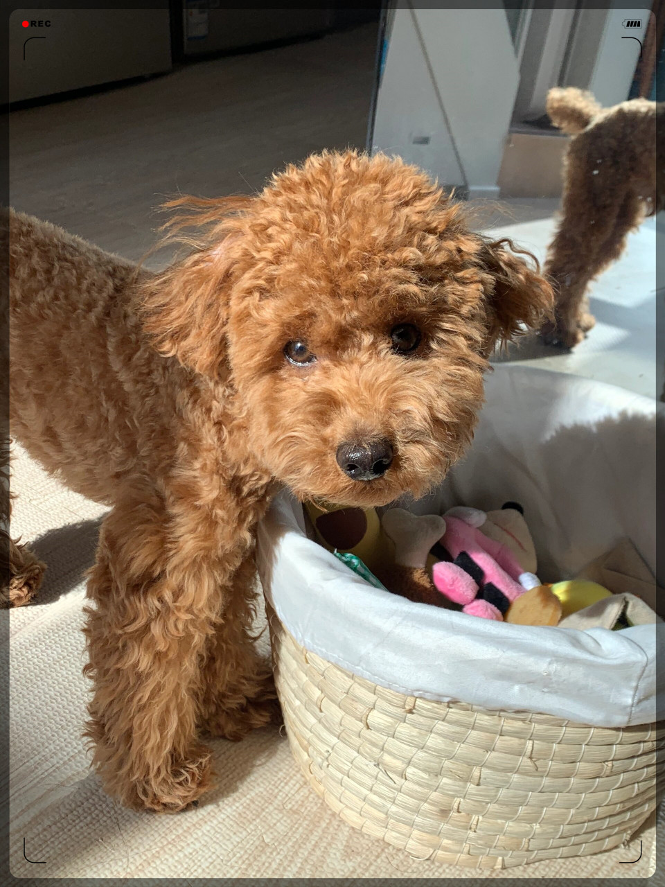 泰迪的垂垂耳是因为他们的祖先是水猎犬哦! 身手敏捷的小可爱!