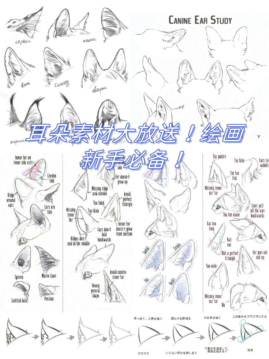 猫的耳朵怎么画猫咪耳朵怎么画耳朵画法新手绘画素材图片动漫耳朵素材
