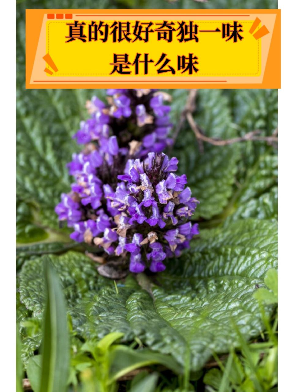 9791快来品尝一下,说不定会有惊喜哦!99#中药材独一味