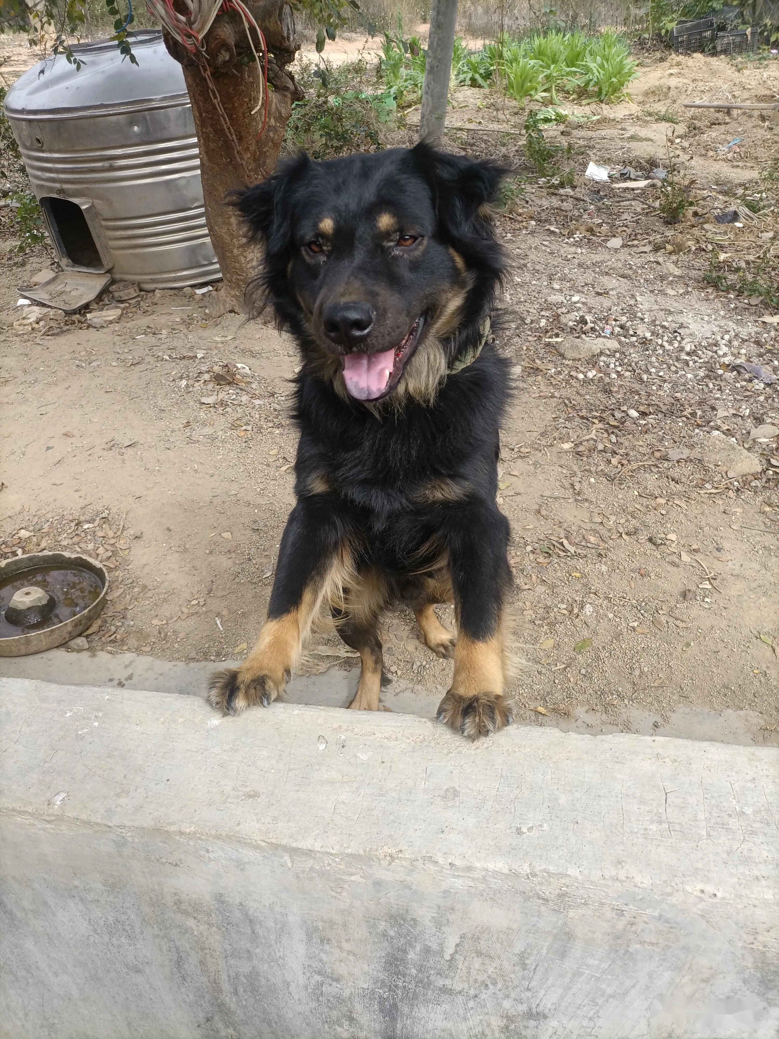 家里来了一只"吉祥狗":富贵.@小文子的时光的动态