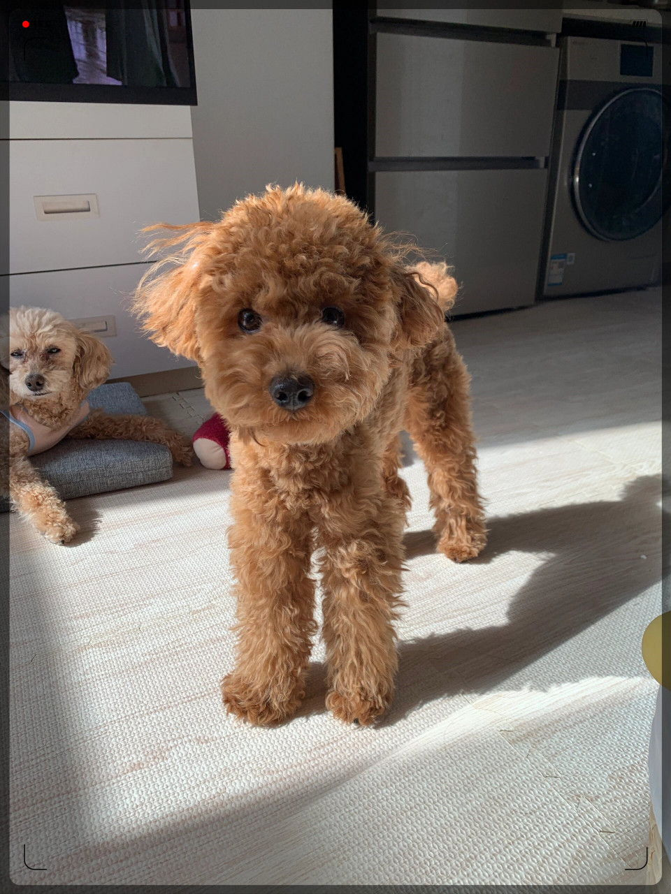 泰迪的垂垂耳是因为他们的祖先是水猎犬哦! 身手敏捷的小可爱!