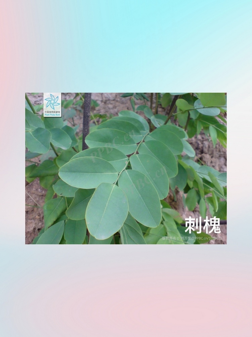 【植物识别2】国槐和刺槐  93科属之辨  国槐:属于豆科槐属,拥有