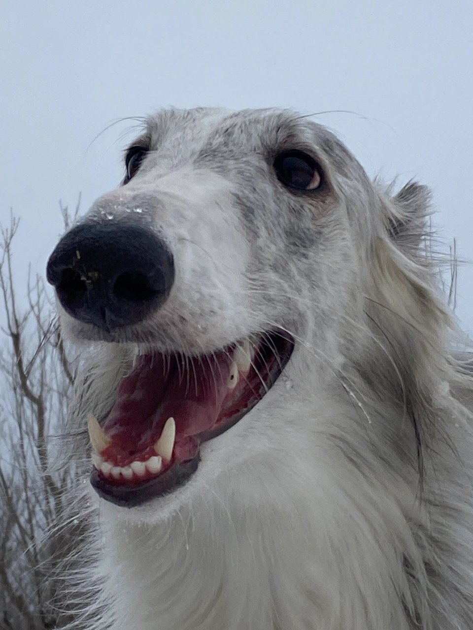 张万嗅 下雪了  我家狗狗叫张万嗅,是一只非常可爱的苏俄猎狼犬.