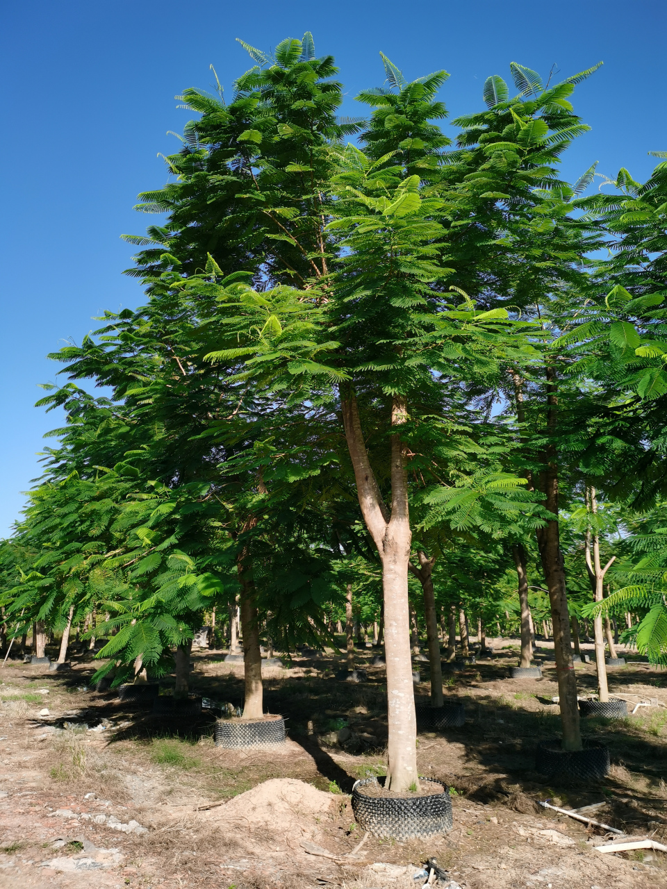 春湾园林花木场的紫花风铃,凤凰树,秋枫的这些苗木品种实在是美,很多