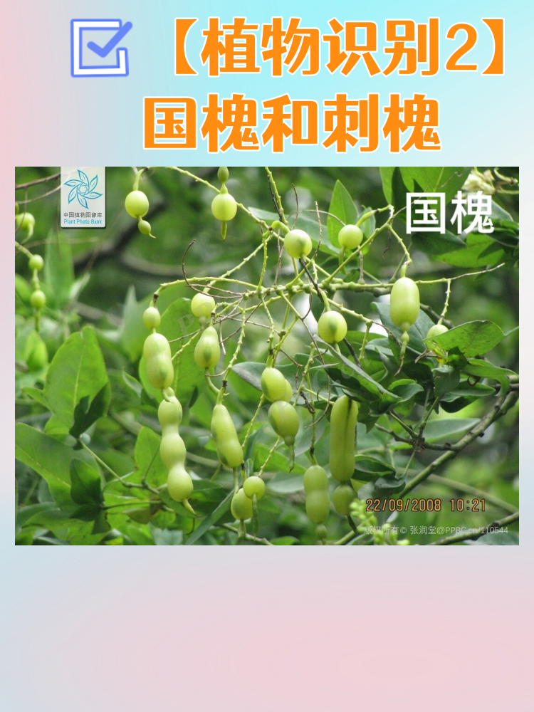 【植物识别2】国槐和刺槐 .@荔薇老师分享的动态