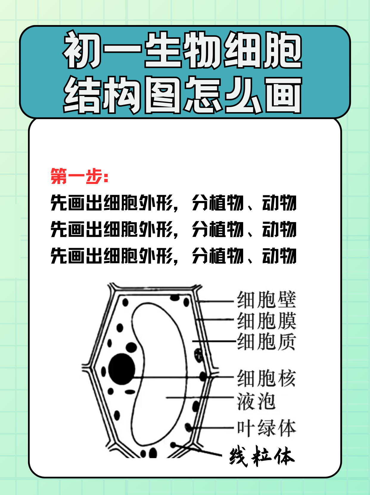 初一生物细胞结构图怎么画 .@教育的声音的动态