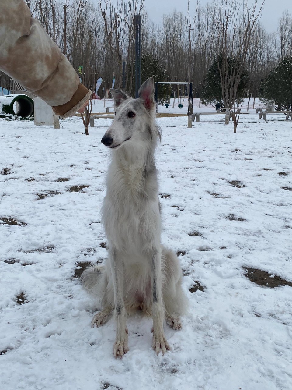 张万嗅 下雪了  我家狗狗叫张万嗅,是一只非常可爱的苏俄猎狼犬.