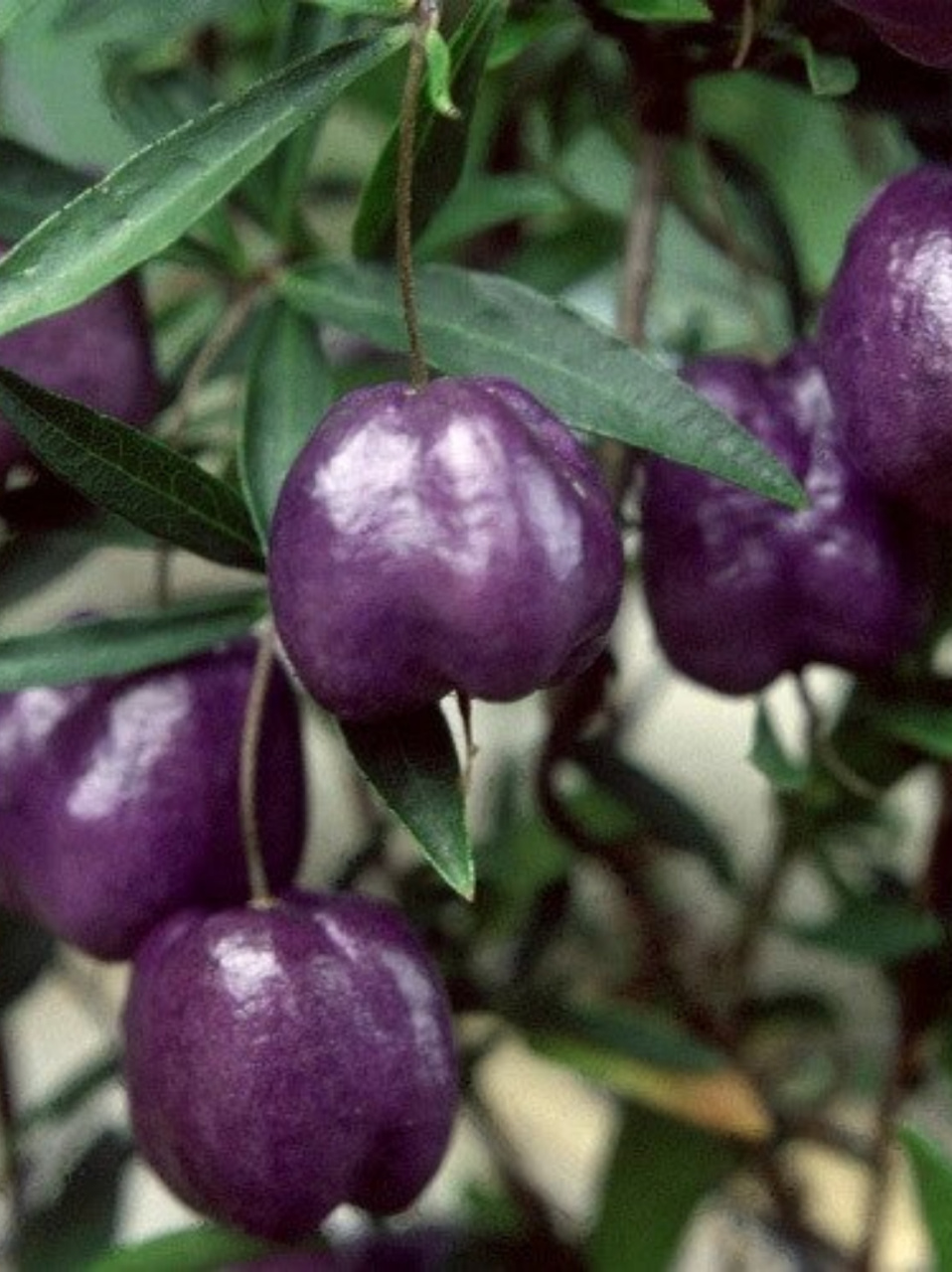 紫色苹果莓billardiera longiflora  🍇发现宝藏水果——紫色苹果莓