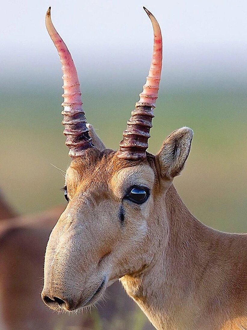 高鼻羚羊是我国一级保护动物,数量稀少,非常珍贵