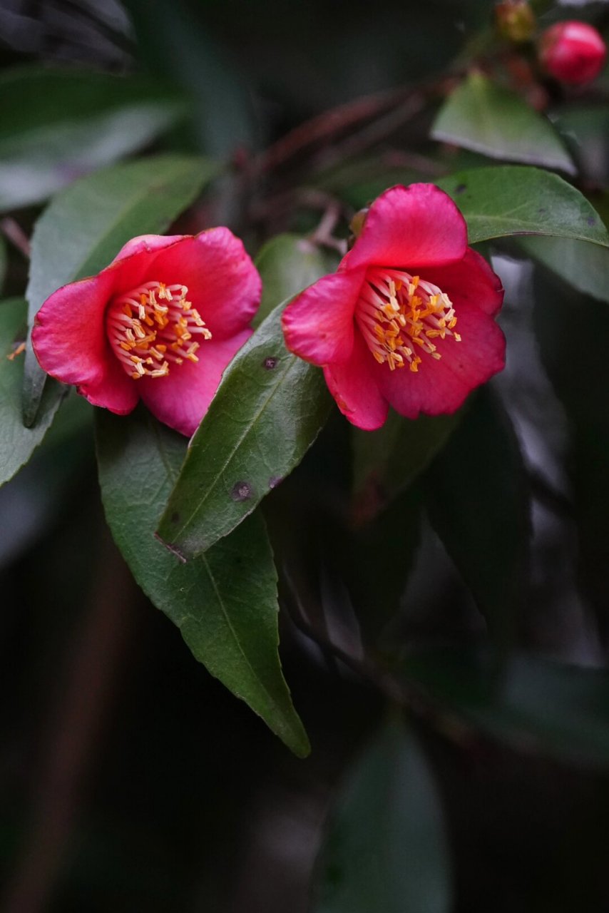 束花茶花 玫玉  96束花茶花,如玫瑰般艳丽,似美玉般温润!