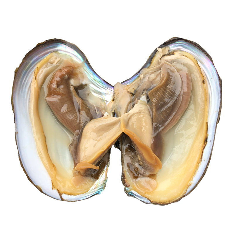 河蚌的功效与作用 河蚌含有丰富的.@大臣小视的动态