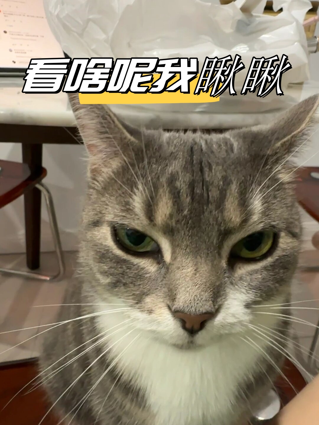 我瞅瞅!"那可爱的模样,真是萌化人心呀!