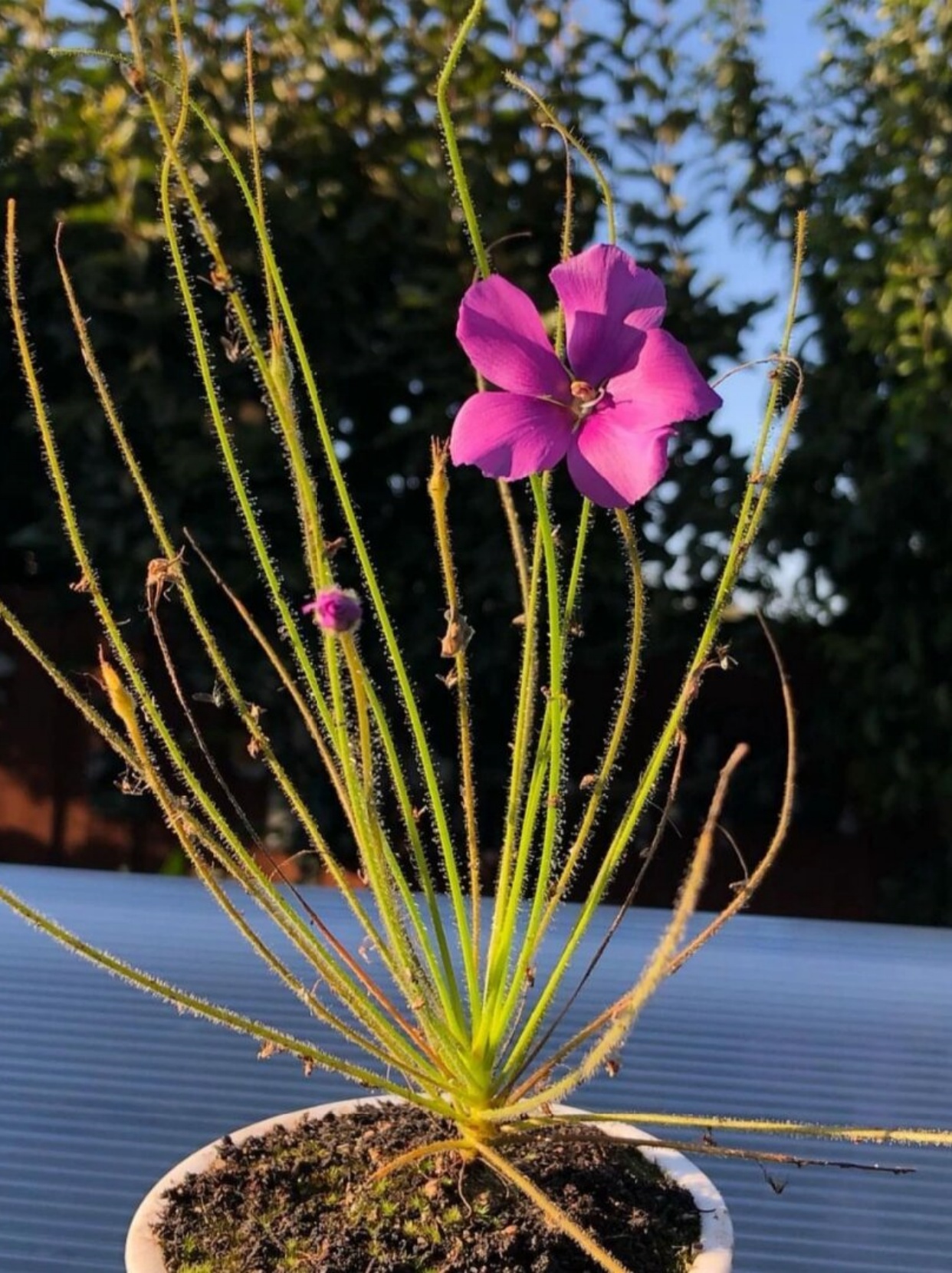 超稀有的极度濒危植物byblis gigantea
