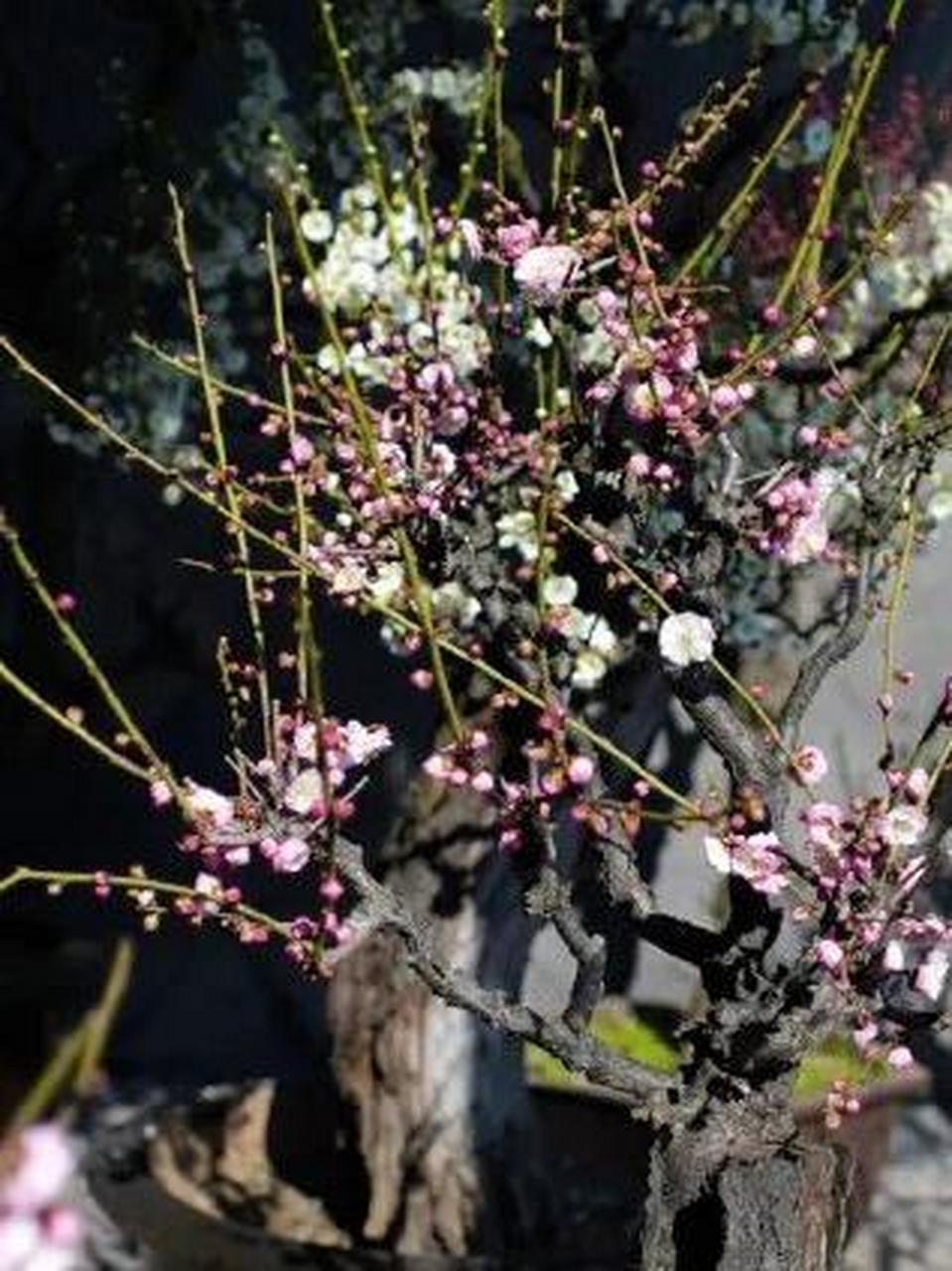 苏州梅花景点香雪海图片