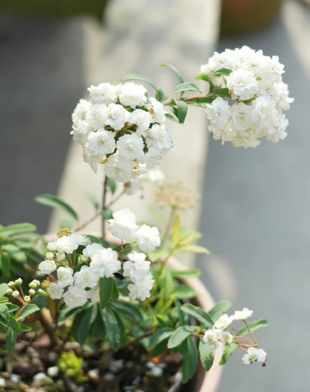 重瓣花球绣线菊,秋赏叶片春成花瀑布  八重小手毬既有精致的花型,又有
