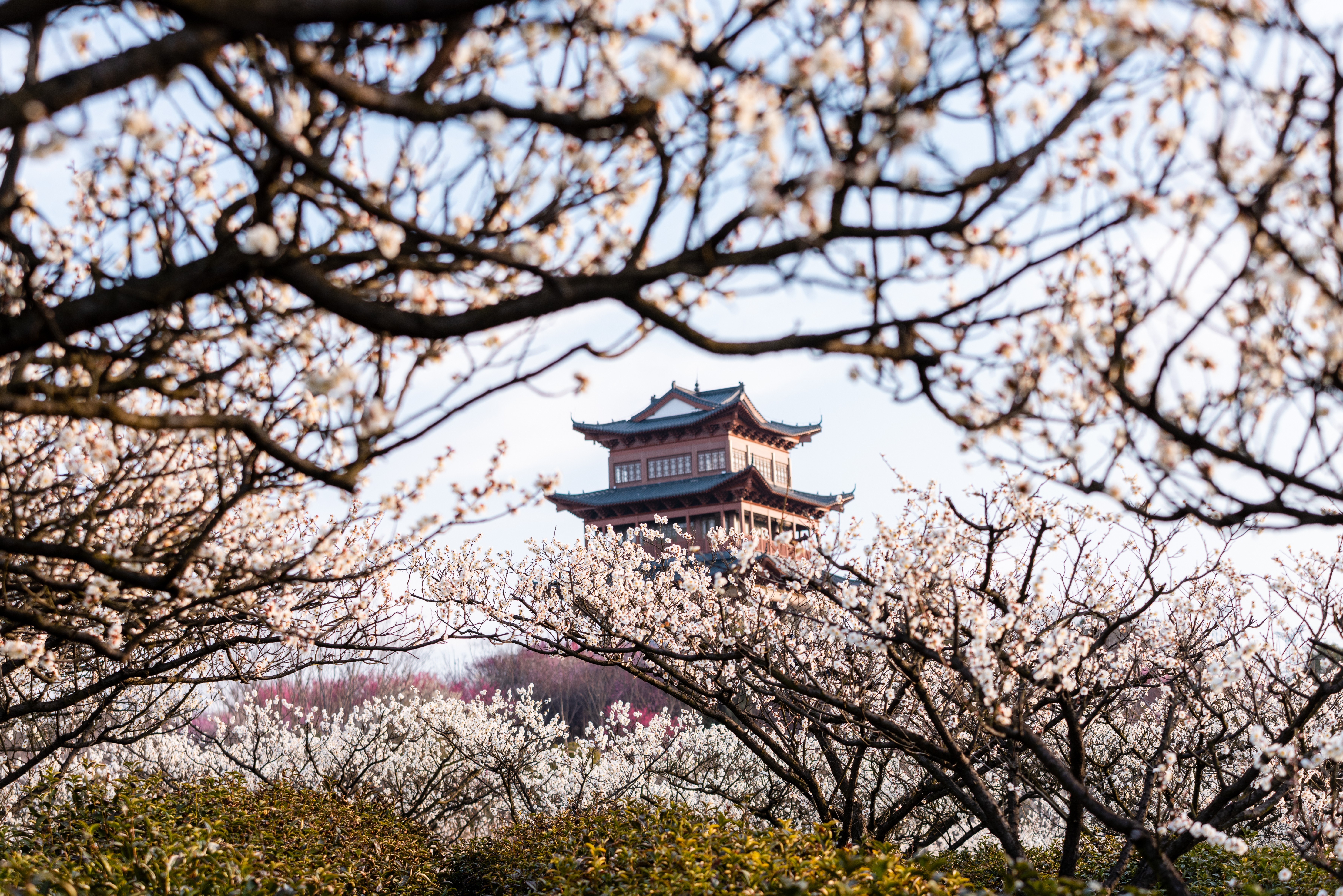 傅家边梅花山图片