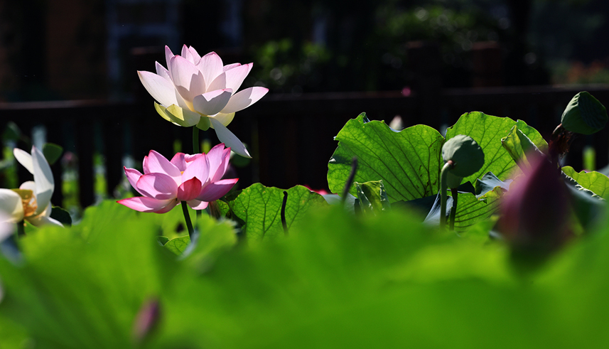 宝应荷园,满园荷花令人惊艳