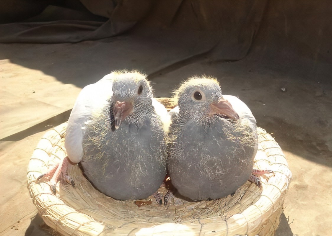 第一,足够健康的鸽子,完全没有出现过问题的鸽子.比如