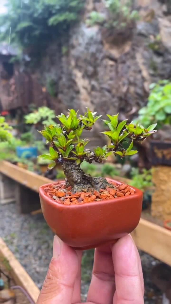 水杨梅,也叫水石榴,遇水即活