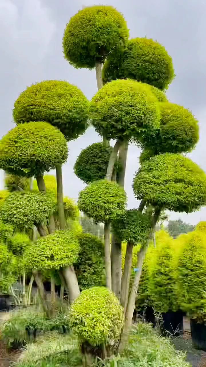 亮晶女贞造型树四季不落叶适合庭院别墅农家小院栽植