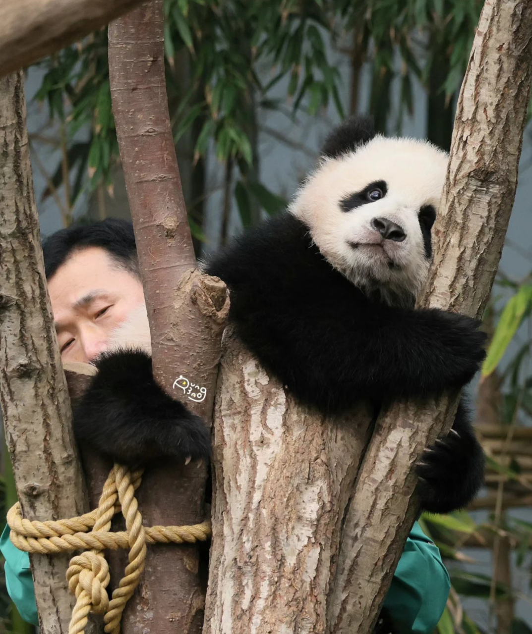 辉宝:爷爷,你别扒拉我,辉辉我呀,今天就要抱着树睡觉,不下班回家了!