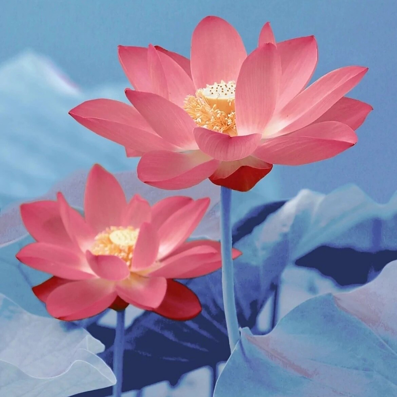 荷花头像03 看到的都会好运连连92