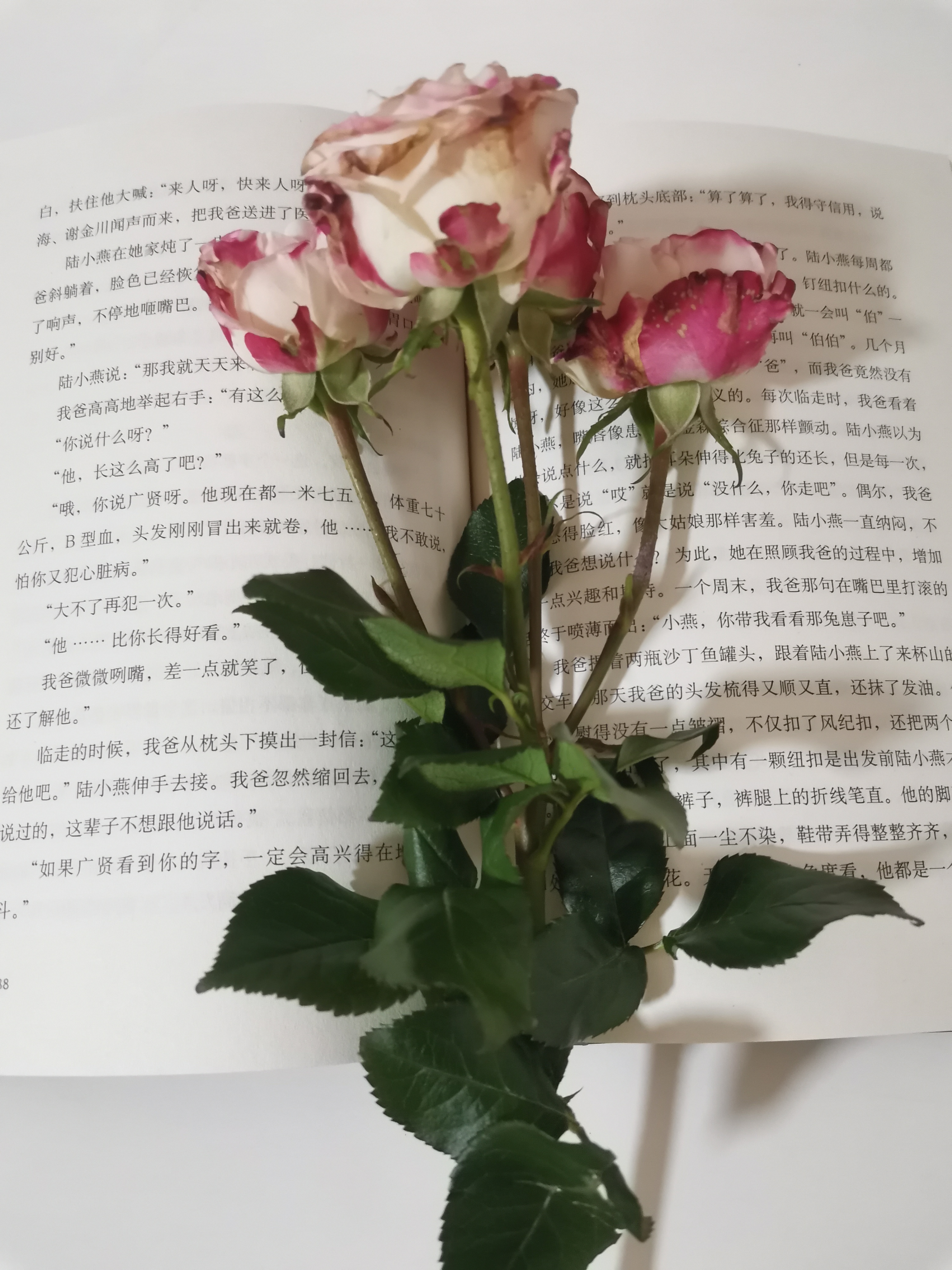 人生没有回头路,更没有后悔药