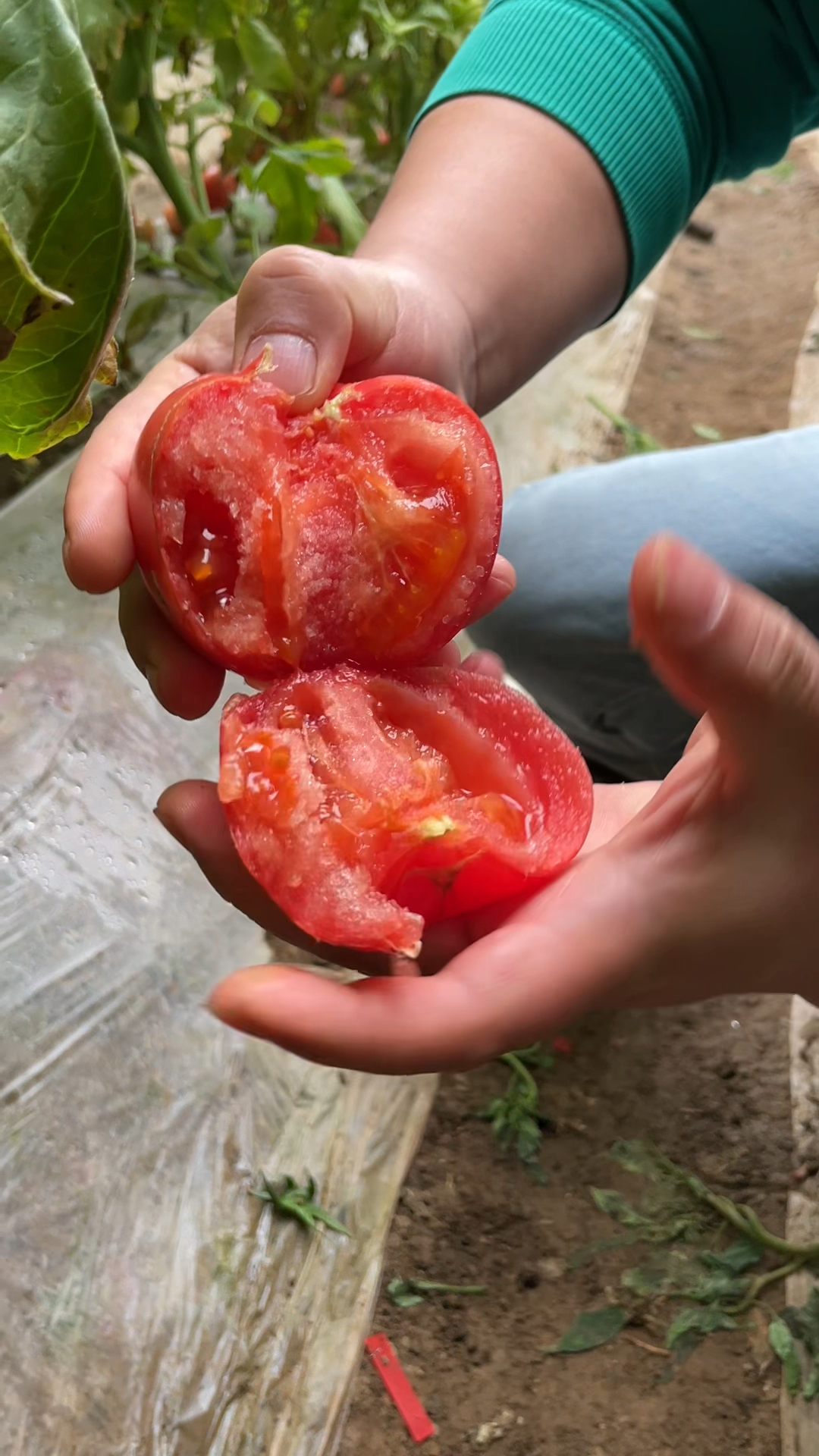 可以当水果吃的一款蔬菜水果西红柿陕西泾阳产地直接发货