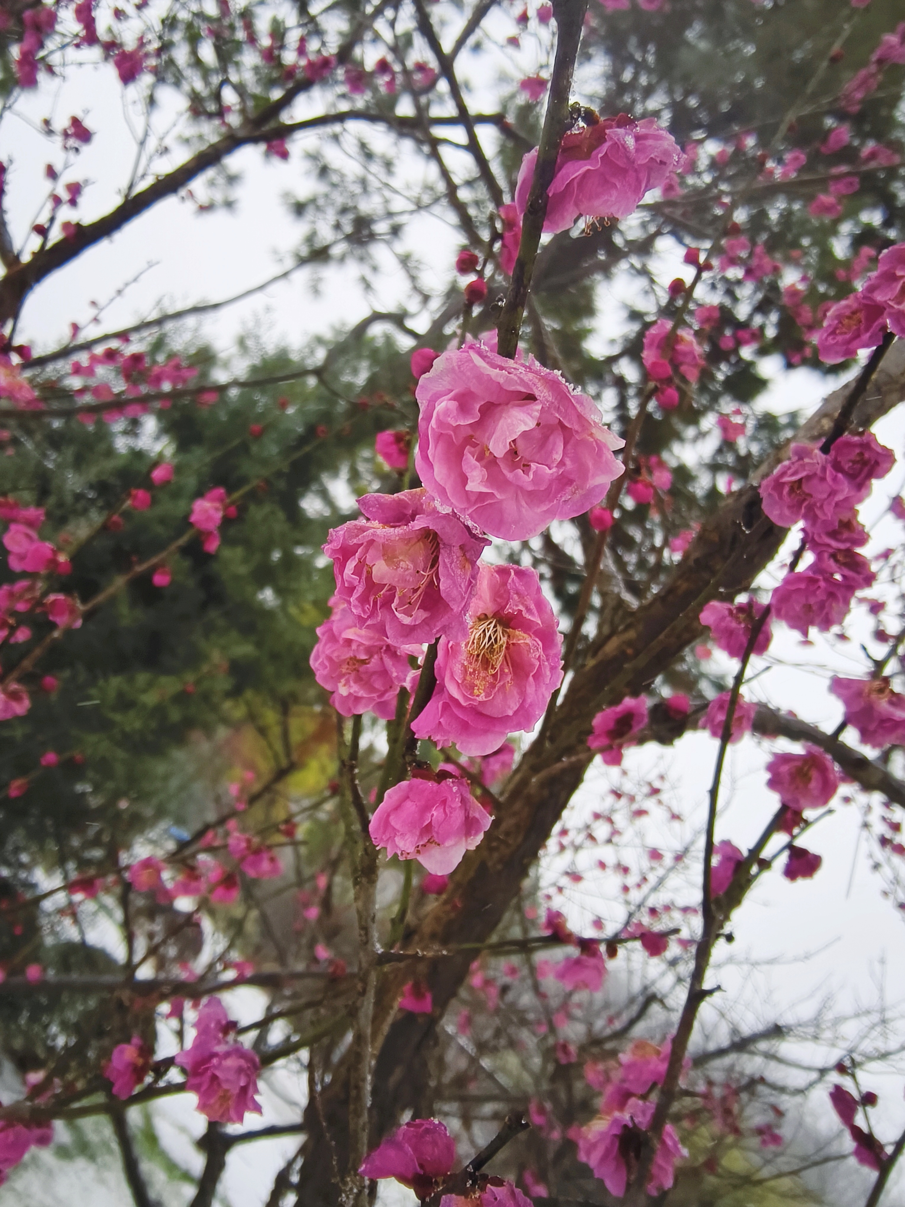 "万花敢向雪中出,一树独先天下春","疏影横斜
