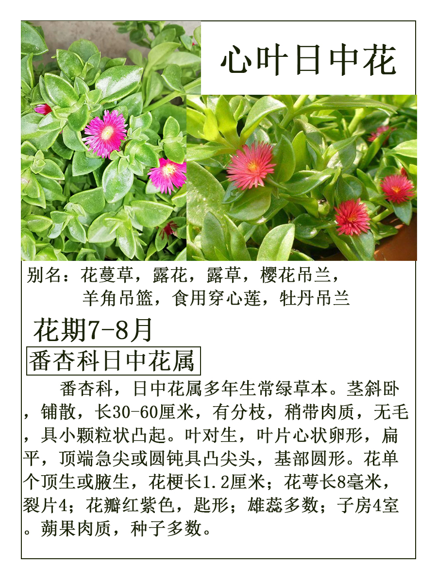 心叶日中花