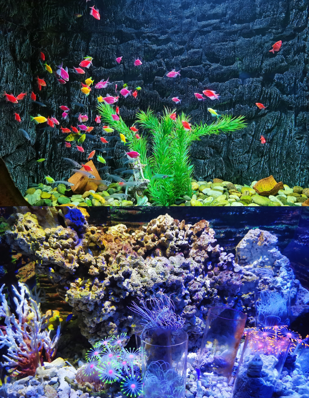 爱上了绍兴的寻宝记,顺道去镜湖湿地海洋世界玩玩,园区不大,四个馆