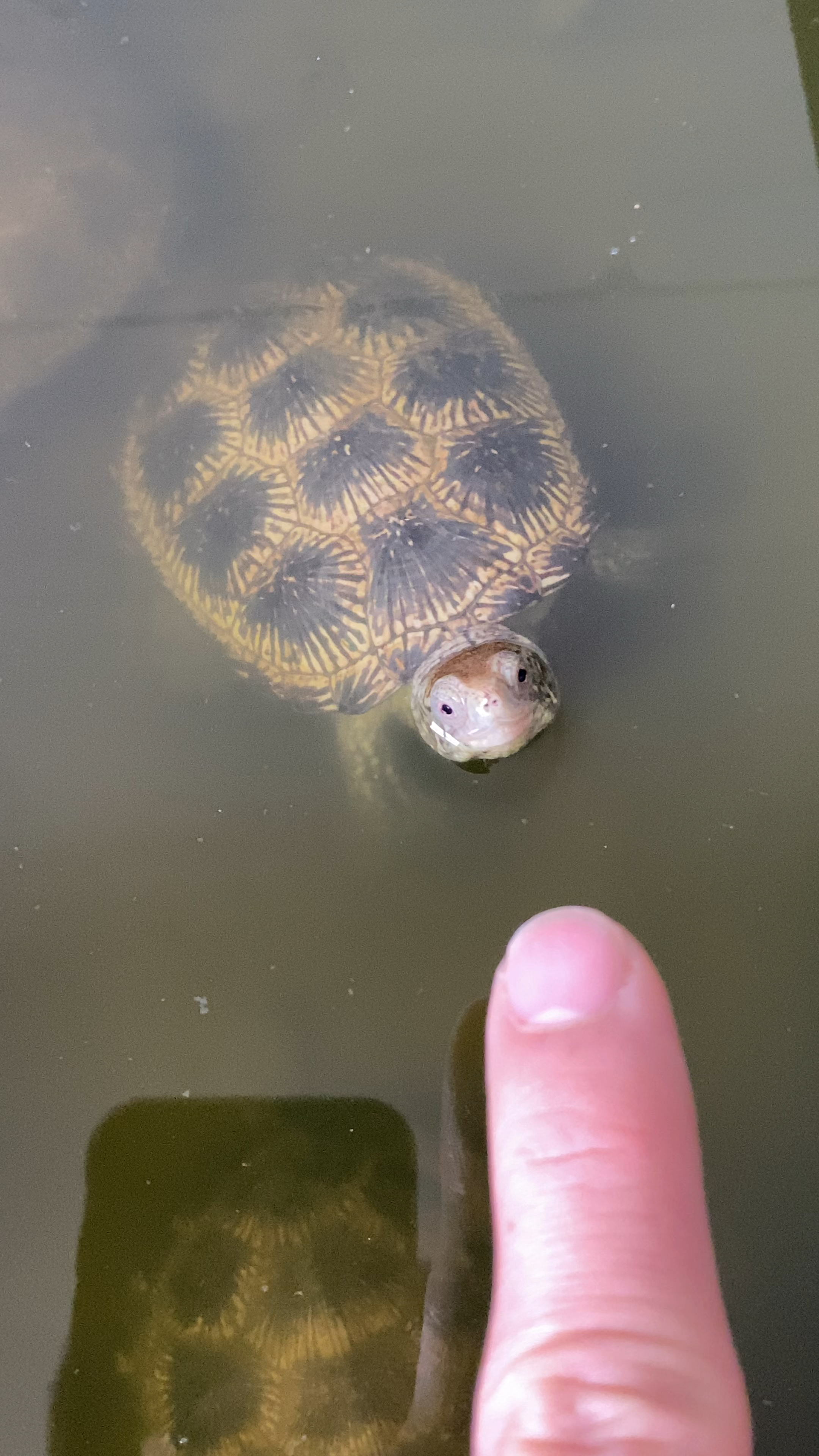 潜力股中的网红龟