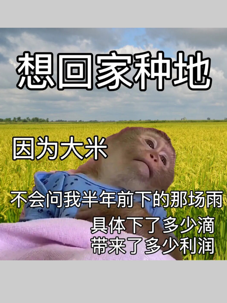 上班的我,真的好想回家种地!