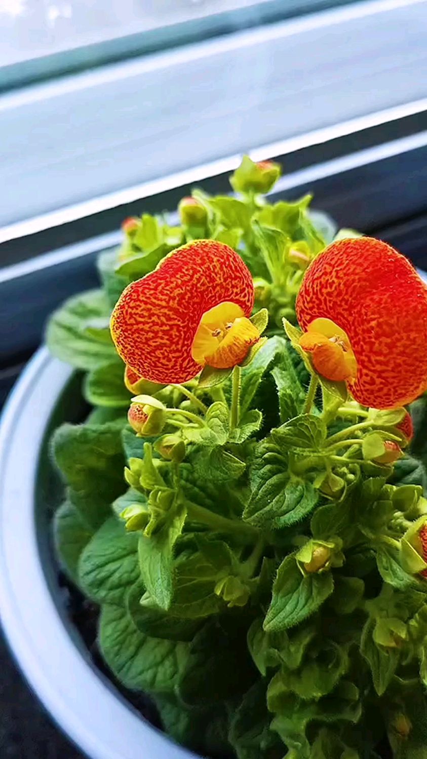 荷包花是冬春两季的花卉,极为美丽-度小视
