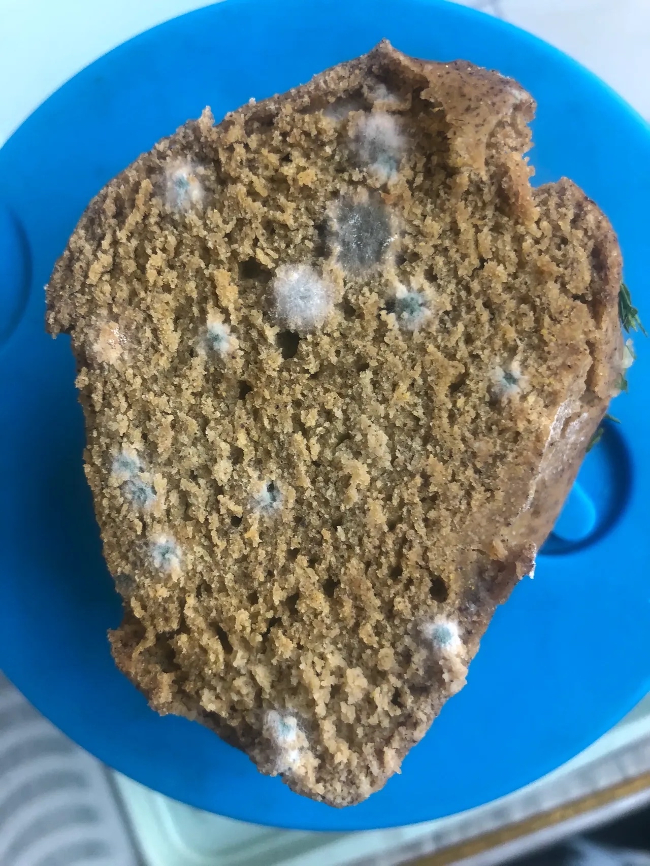 清理,打扫房间,偶然看到一窝"大名鼎鼎"的黄曲霉毒素