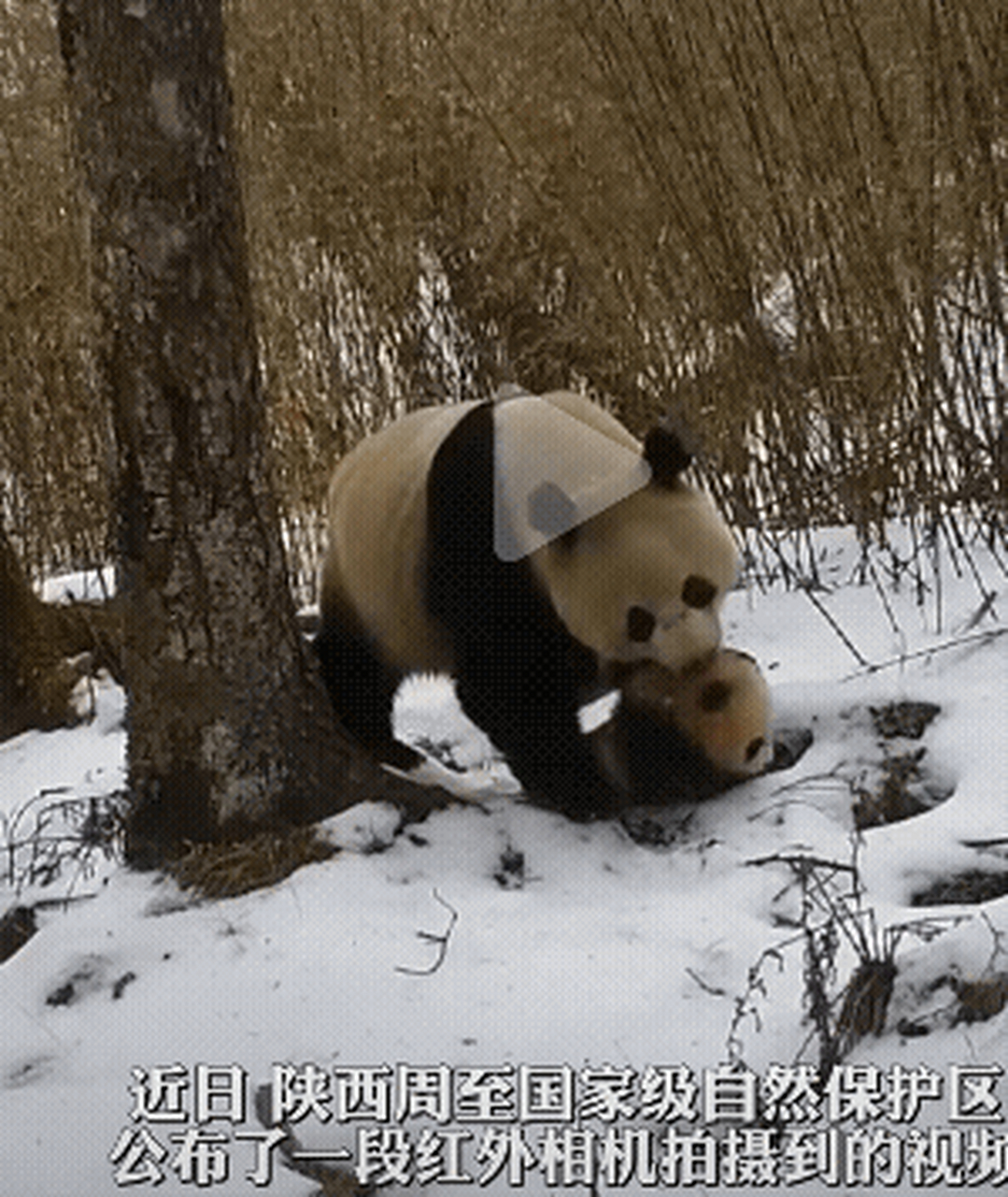 野生大熊猫 第一个是著名的大熊猫虎子,是名副其实的秦岭君王,他霸气