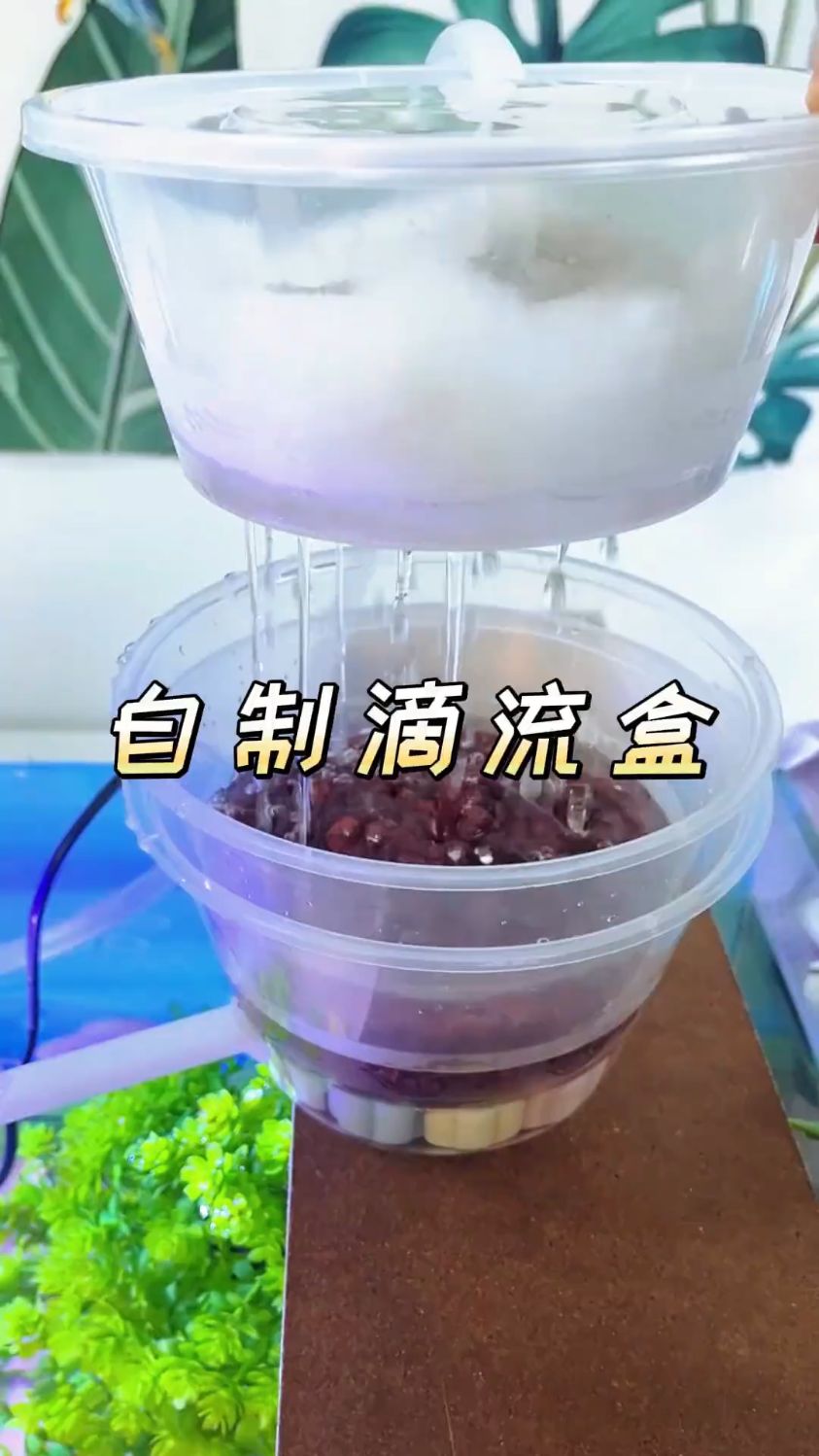 养鱼人应该自制的鱼缸滴流盒原来这么简单