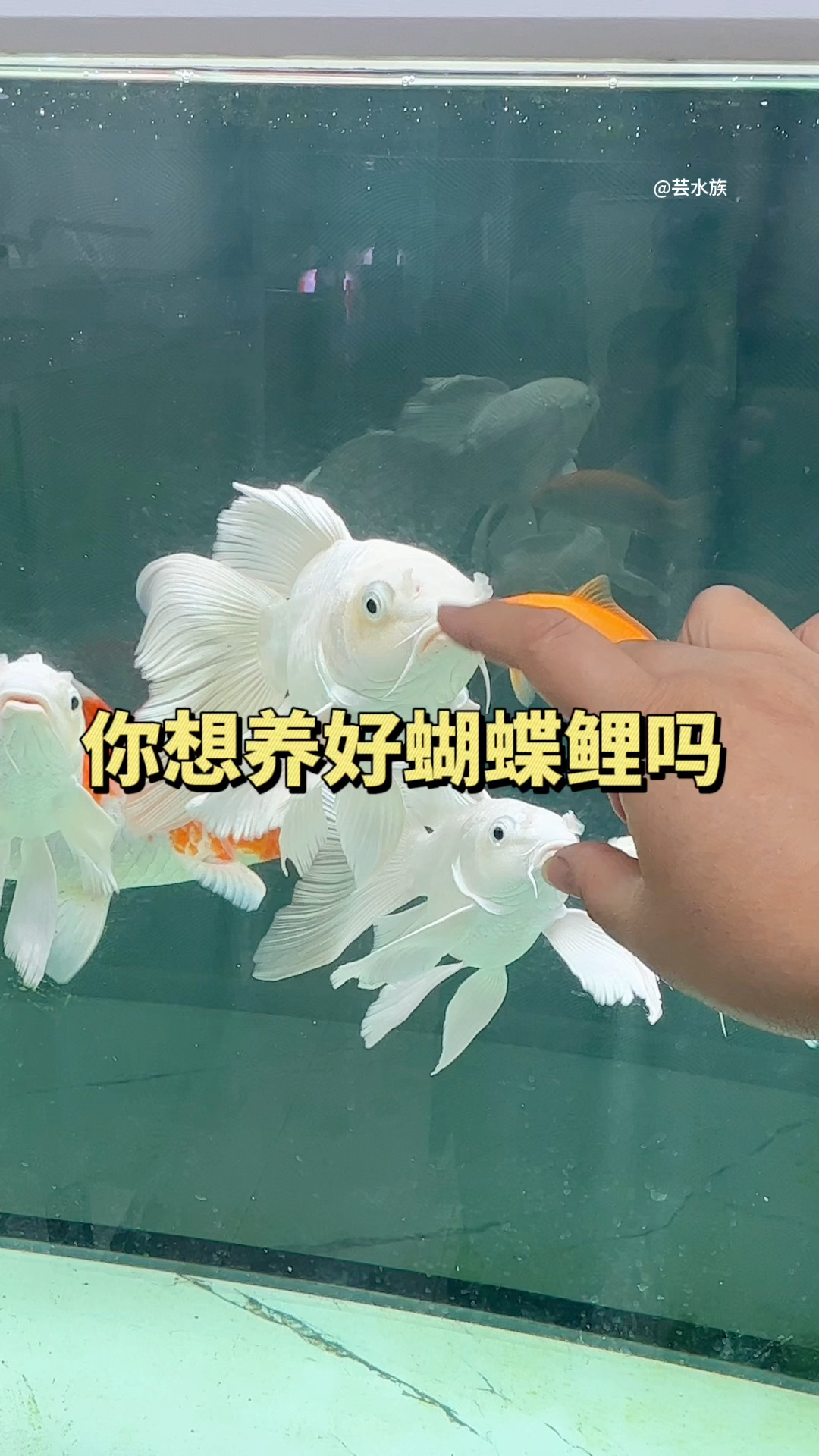 很多人养的蝴蝶鲤是不是有趴缸状态不佳有鱼鳍充血影响美观水族蝴蝶