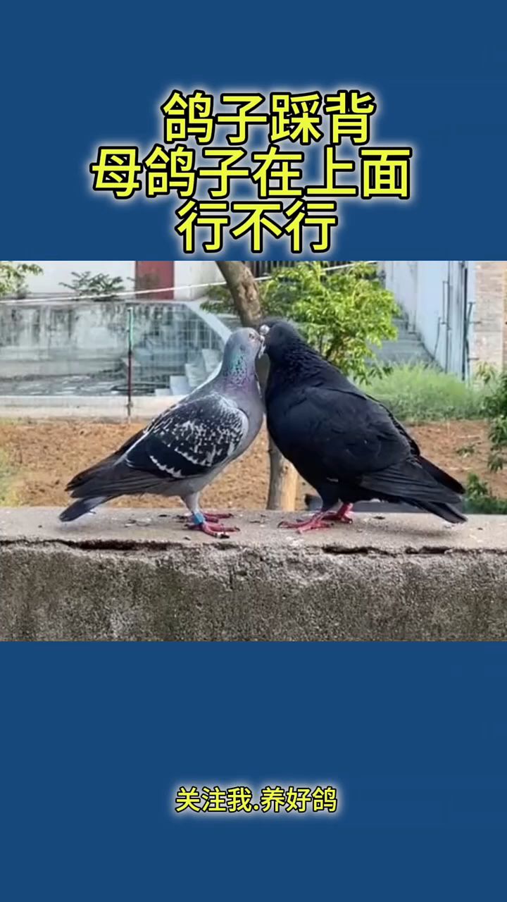 鸽子踩背母鸽子在上面行不行-度小视