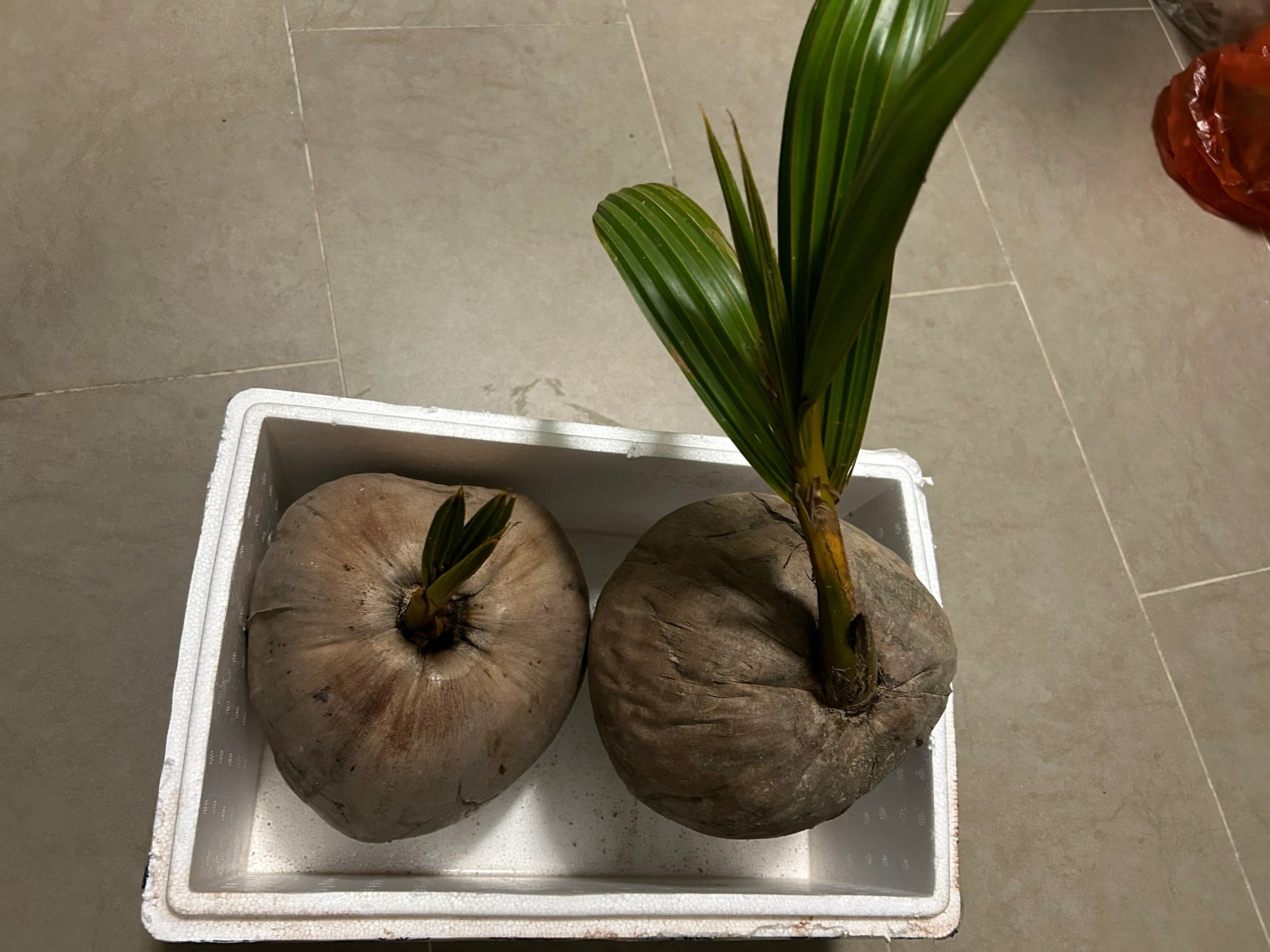 海南的朋友们,椰子发芽了还能吃吗?