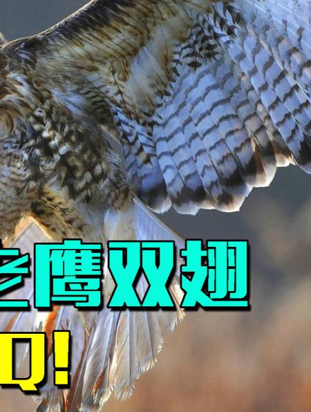 鹰蛇大战爆裂震撼,黑曼巴"裸绞"老鹰双翅!老鹰:我真的拴q-度小视
