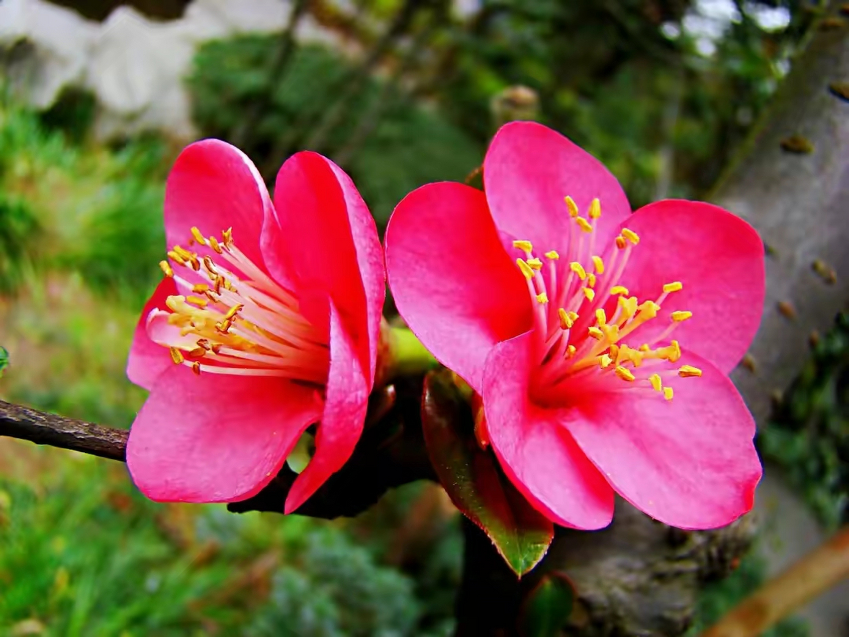 贴梗海棠那一朵朵红花,  就像一支支喇叭,  吹响了春天的号角,  宣告